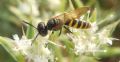 Philanthus triangulum